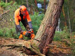 Best Fruit Tree Pruning  in Battle Mountain, NV