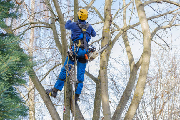 How Our Tree Care Process Works  in  Battle Mountain, NV