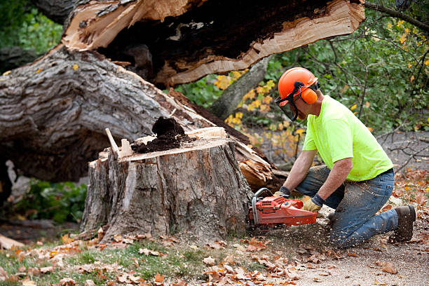 Best Tree Maintenance Programs  in Battle Mountain, NV