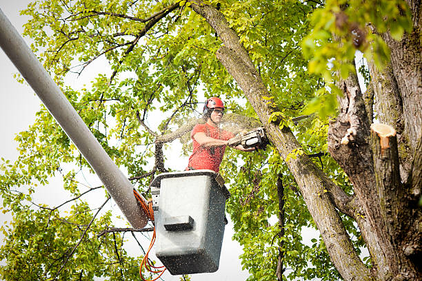 Best Leaf Removal  in Battle Mountain, NV